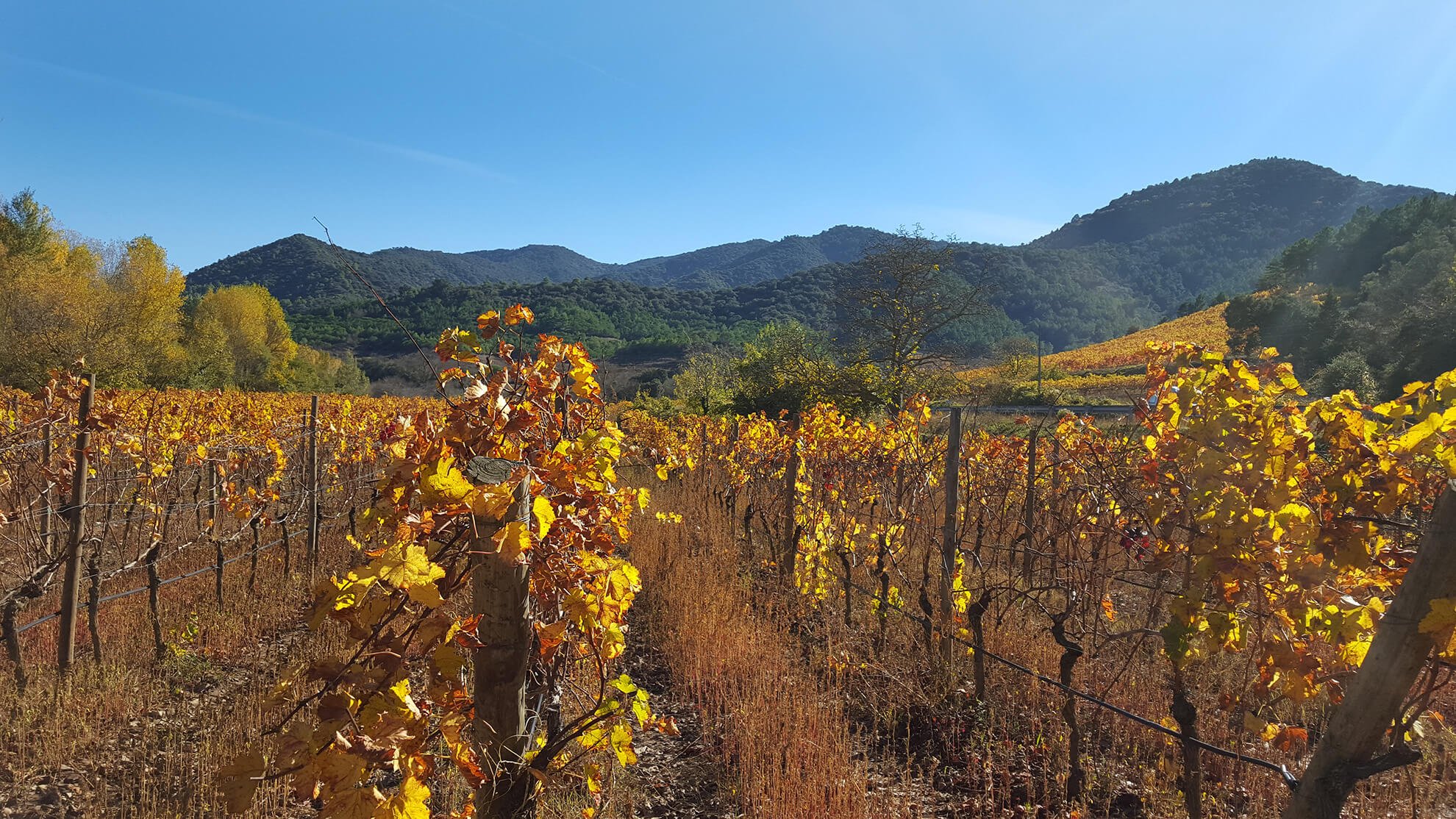 The Priorat vineyards landscape Montsant Terra Alta